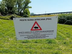 Peste suina, situazione sempre più grave. 638 casi tra i cinghiali