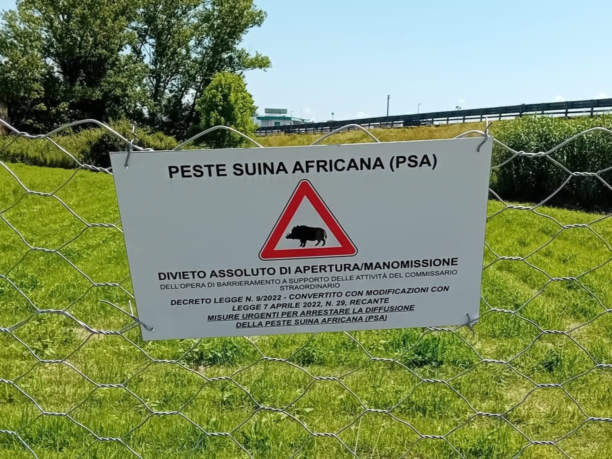 peste suina cartelli