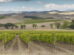 Vino, vendemmia anticipata per il Brunello. Consorzio: Attesa qualità e volumi in linea con 2025