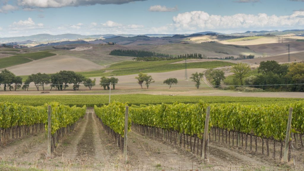 Montalcino_vigneti-1024x576