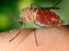 West Nile, ex assessore muore dopo avere contratto il virus. Disinfestazione della zona