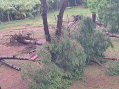 Maltempo. Raffiche e pioggia su Viareggio: tetti scoperchiati, alberi caduti e un asilo inagibile